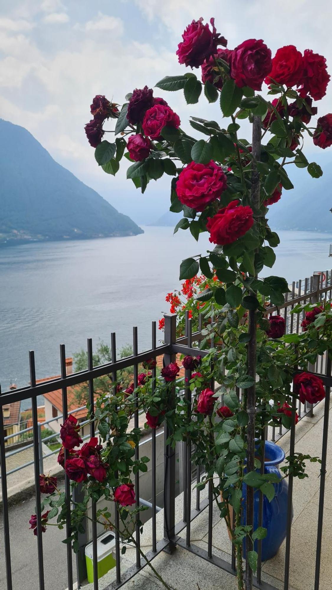 Colonno Panoramica Lago Di Como Exterior foto